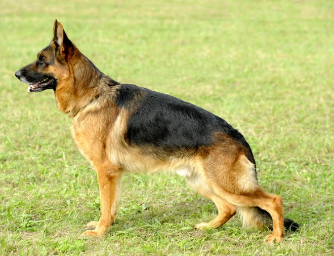German Shepherd Dog Double coat